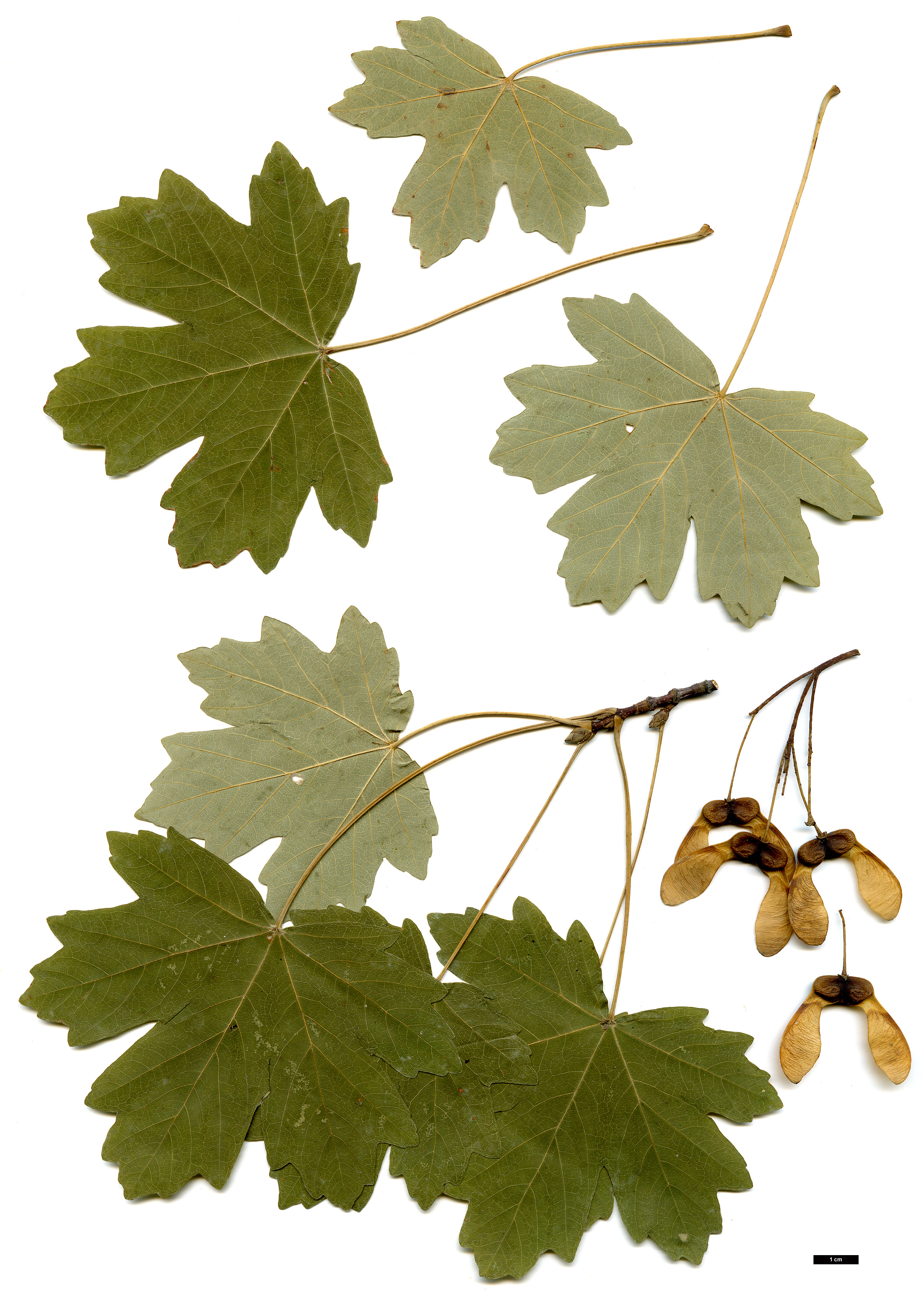 High resolution image: Family: Sapindaceae - Genus: Acer - Taxon: hyrcanum - SpeciesSub: subsp. hyrcanum